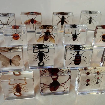 Umelé Amber Hmyzu Vzor Mravce, Chrobáky Scorpion Kriket Batoľa Kognitívne Hračky Biológie Vyučovanie Domáce Dekorácie, Ozdoby