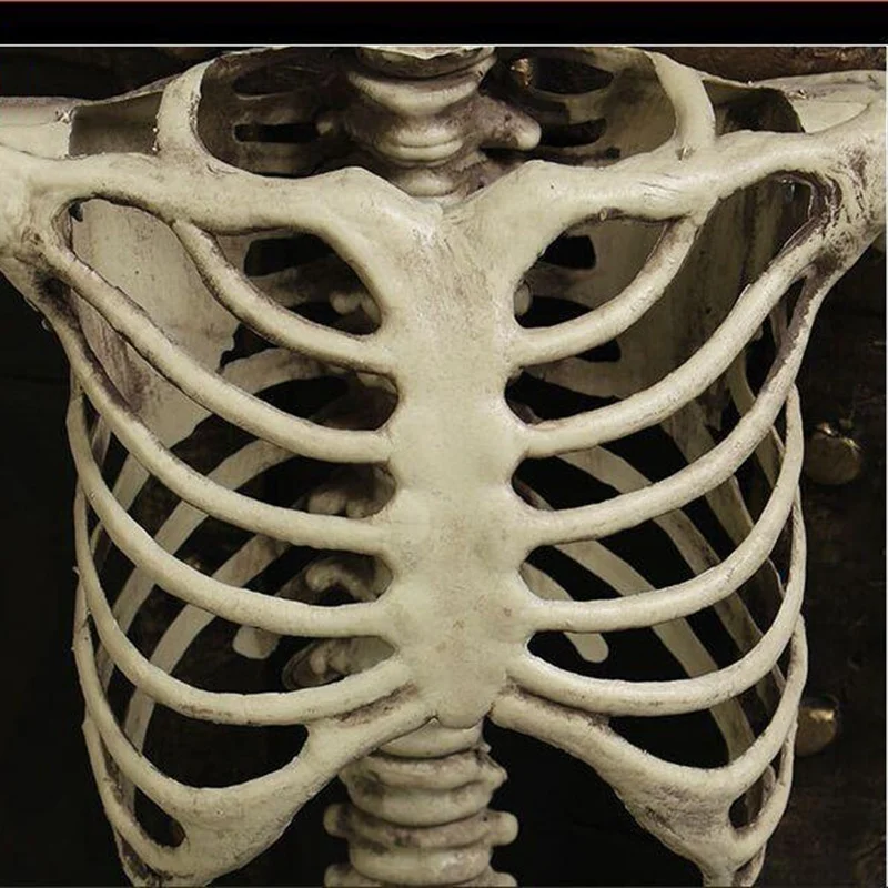 Veľkoobchod Flexibilné Lekárske Človeka Anatomické Anatómie Kostra Model Lekárske Učiť Pomoc Anatómia Umenie Náčrt 14 cm Obrázok 2