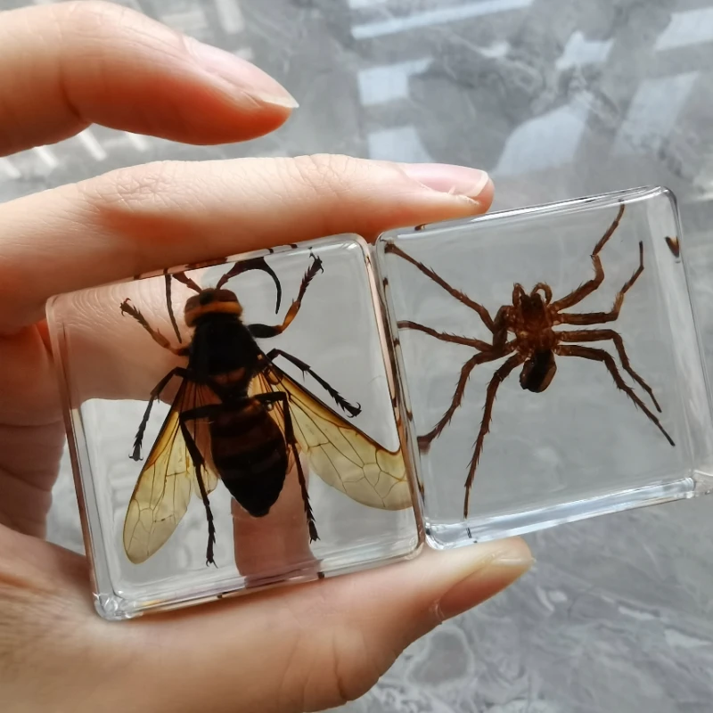 Umelé Amber Hmyzu Vzor Mravce, Chrobáky Scorpion Kriket Batoľa Kognitívne Hračky Biológie Vyučovanie Domáce Dekorácie, Ozdoby Obrázok 1