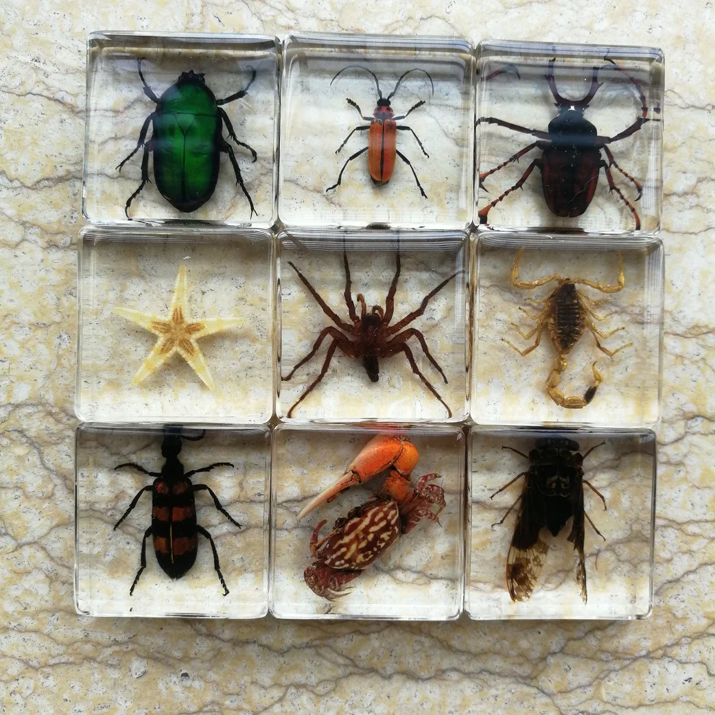 Umelé Amber Hmyzu Vzor Mravce, Chrobáky Scorpion Kriket Batoľa Kognitívne Hračky Biológie Vyučovanie Domáce Dekorácie, Ozdoby Obrázok 2