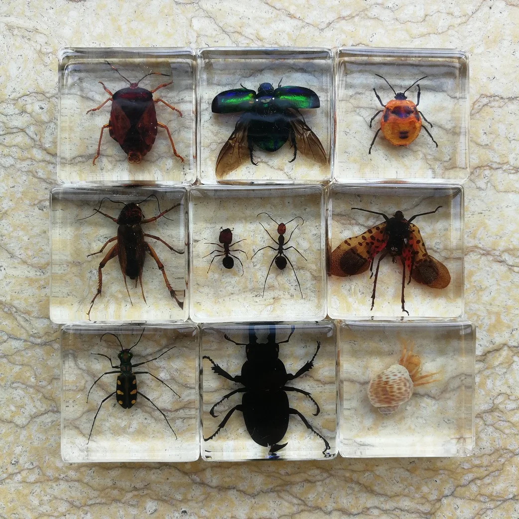 Umelé Amber Hmyzu Vzor Mravce, Chrobáky Scorpion Kriket Batoľa Kognitívne Hračky Biológie Vyučovanie Domáce Dekorácie, Ozdoby Obrázok 3