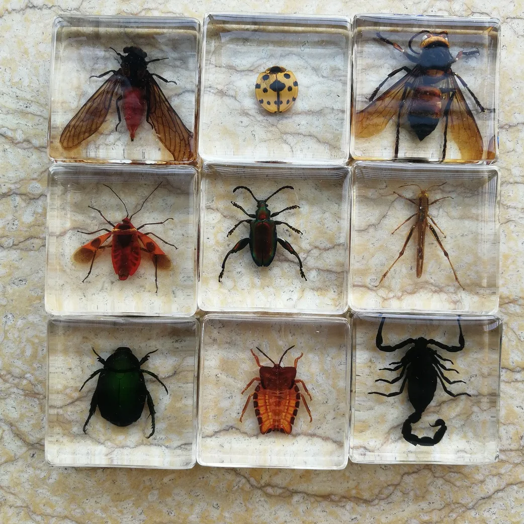 Umelé Amber Hmyzu Vzor Mravce, Chrobáky Scorpion Kriket Batoľa Kognitívne Hračky Biológie Vyučovanie Domáce Dekorácie, Ozdoby Obrázok 4