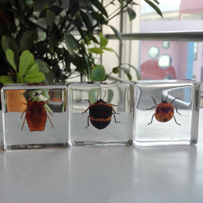 Umelé Amber Hmyzu Vzor Mravce, Chrobáky Scorpion Kriket Batoľa Kognitívne Hračky Biológie Vyučovanie Domáce Dekorácie, Ozdoby Obrázok 5