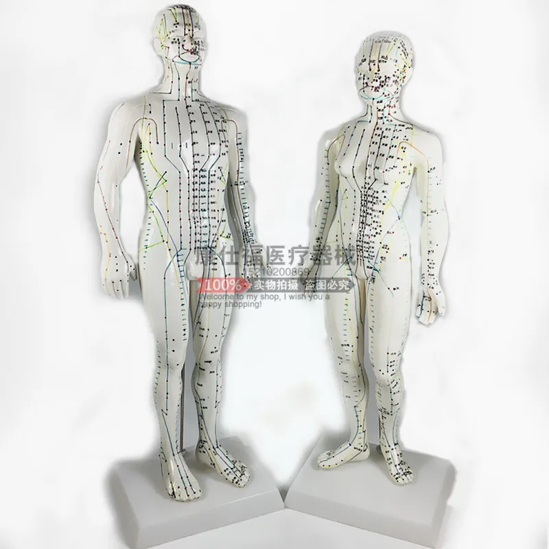 Akupunktúrne body ľudského tela model 50 cm muž alebo žena modely jasné, meridiány ľudského akupunktúra model Obrázok 0