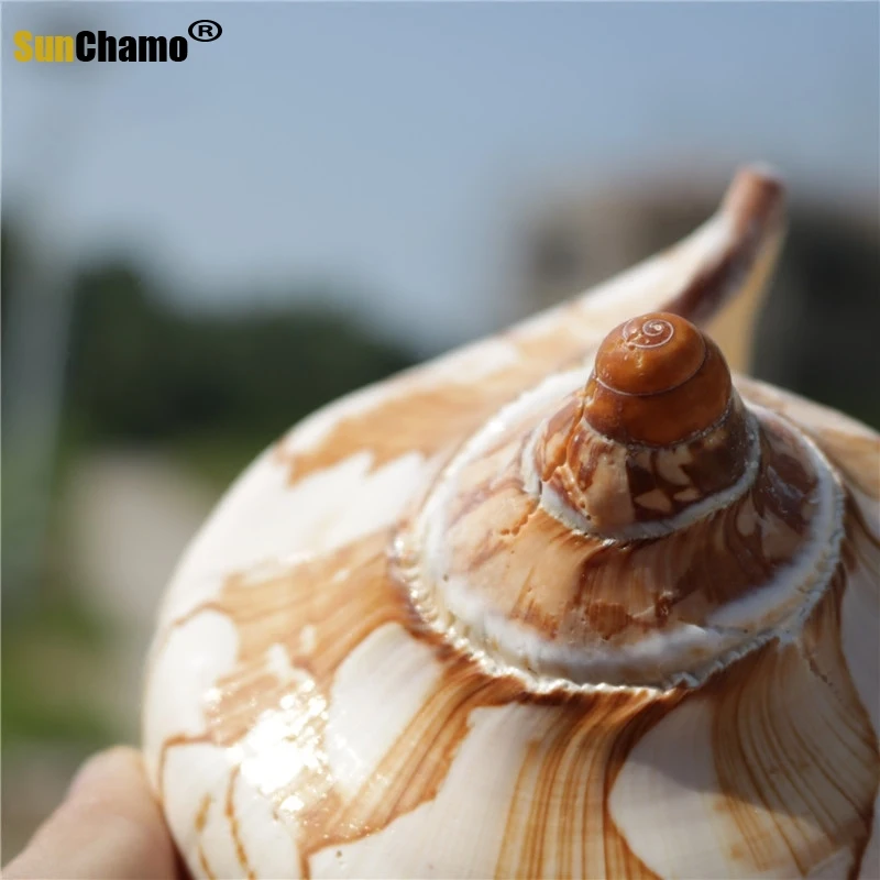 Nové Prírodné Shell Scénické Conch Stredomoria Domáce Dekorácie Akvárium Akvárium Micro-šírku Vzorky Námorných Mušlí Obrázok 3
