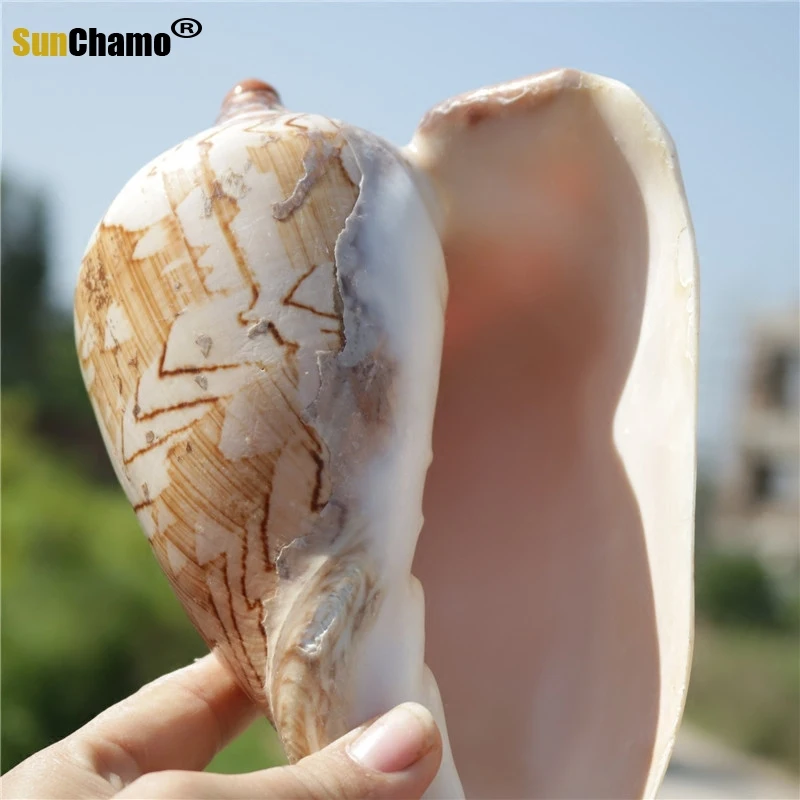 Nové Prírodné Shell Scénické Conch Stredomoria Domáce Dekorácie Akvárium Akvárium Micro-šírku Vzorky Námorných Mušlí Obrázok 4